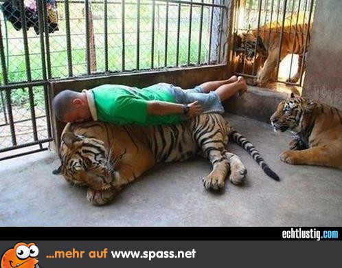 Planken Auf Tiger Lustige Bilder Auf Spass Net