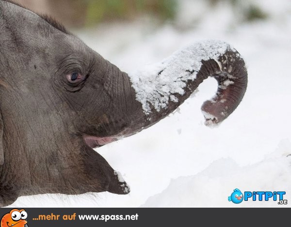 Elefant freut sich über Schnee. | Lustige Bilder auf Spass.net