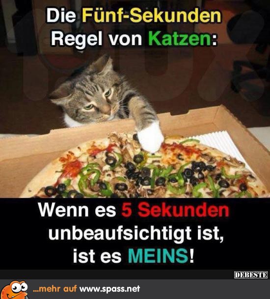 Katze klaut Pizza