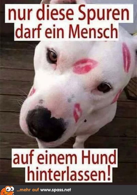 Hundekuss Lustige Bilder auf